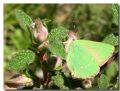 Callophrys rubi